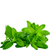 stevia tea