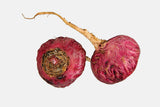Red Maca Powder